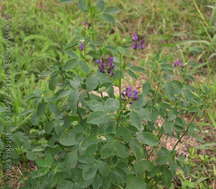 Erbamedica Erbamedica