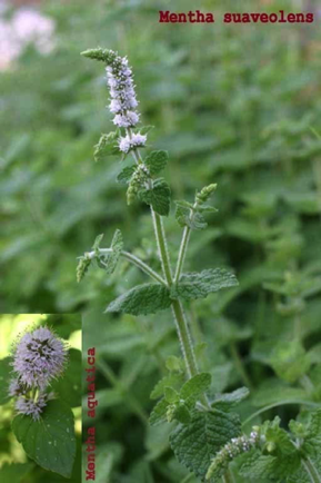 Menta Menta