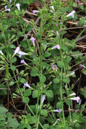 Nepitella Nepitella
