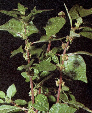 Parietaria Parietaria