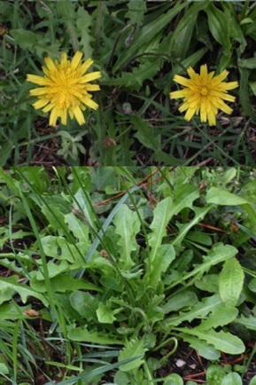 Radicchiella Radicchiella