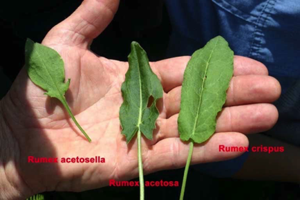 Rumex Rumex