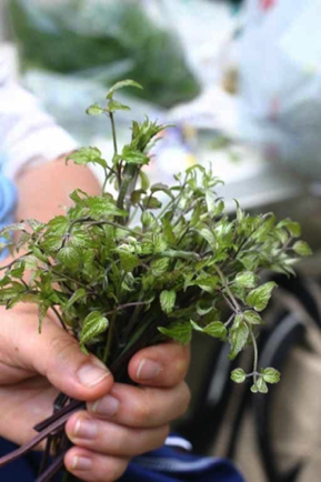 Vitalba Vitalba